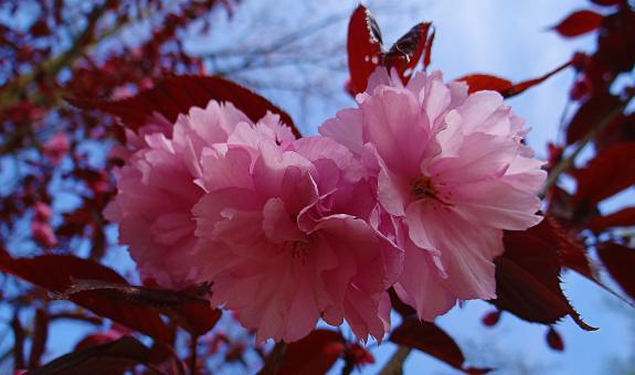 Free Stock Photo of Pink Blossoms in Summer