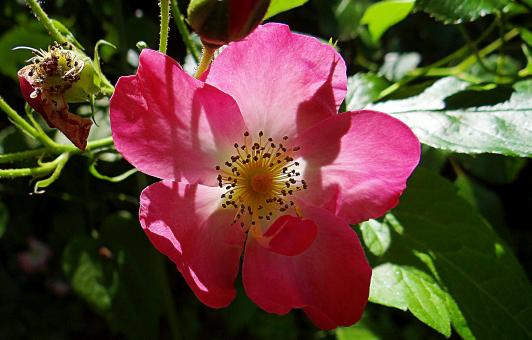 Free Stock Photo of Pink Flower - Closeup