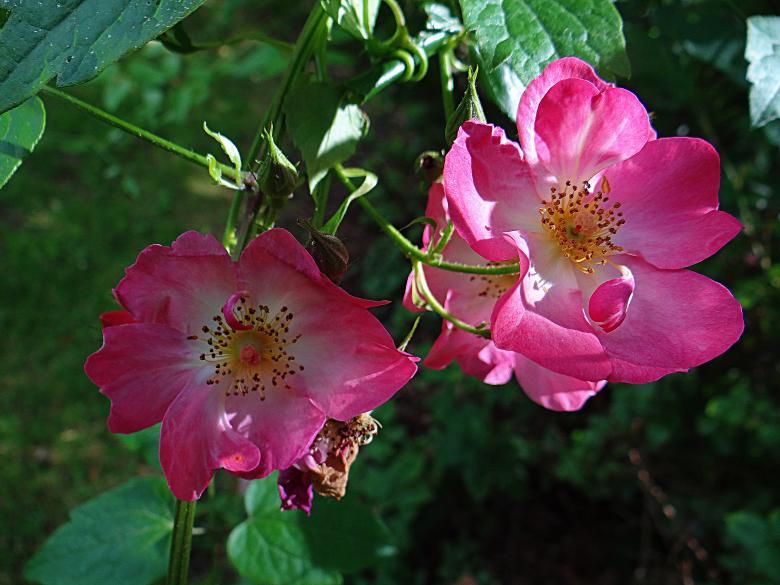 Free stock image of Pair of Pink Flowers created by Hans Zeilstra