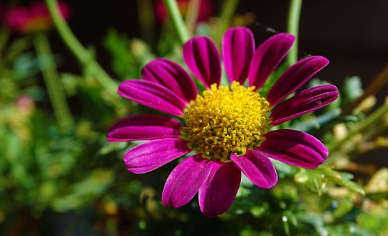 Free Stock Photo of Violet Flower in Summer