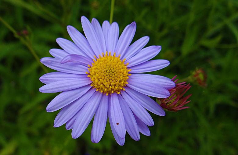 Free stock image of Light Blue Flower created by Hans Zeilstra