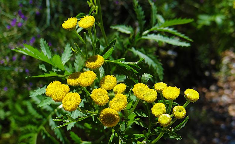 Free stock image of Small Yellow Flowers in Summer created by Hans Zeilstra