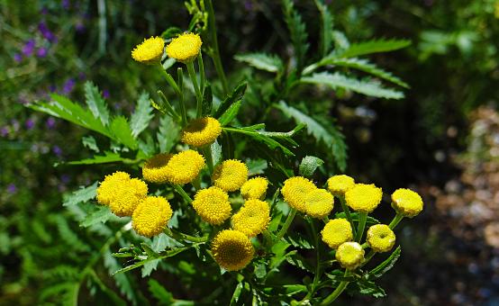 Free Stock Photo of Small Yellow Flowers in Summer