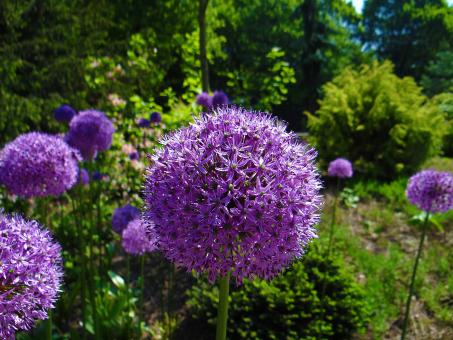 Free Stock Photo of Purple Flowers in Garden