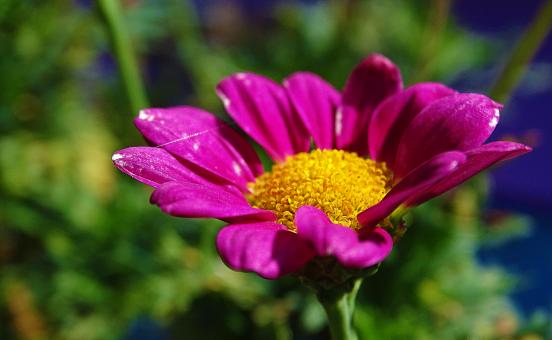 Free Stock Photo of Purple Flower Closeup