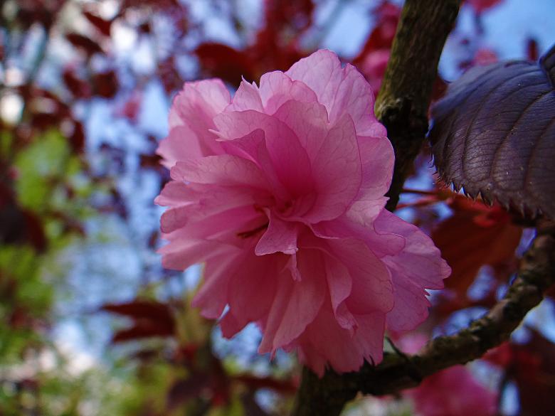 Free stock image of Pink Flower - Cherry Blossoms created by Hans Zeilstra