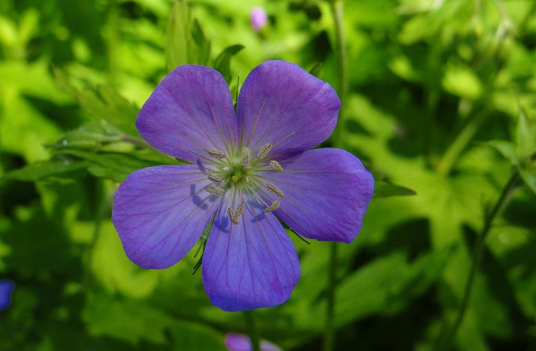 Free stock image of Purple Flower - Green Background created by Hans Zeilstra