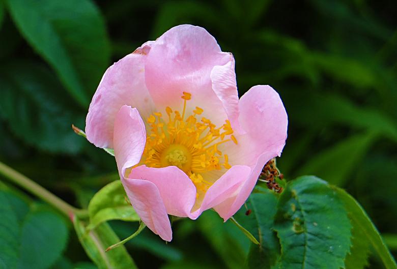 Free stock image of Pink Flower - Green Background created by Hans Zeilstra
