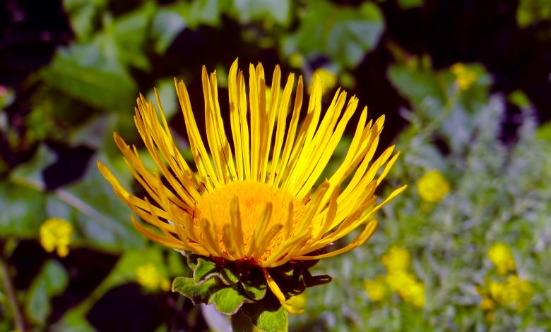 Free stock image of Yellow Summer Flower created by Hans Zeilstra