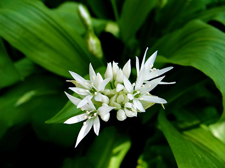 Free stock image of Beautiful White Flowers created by Hans Zeilstra