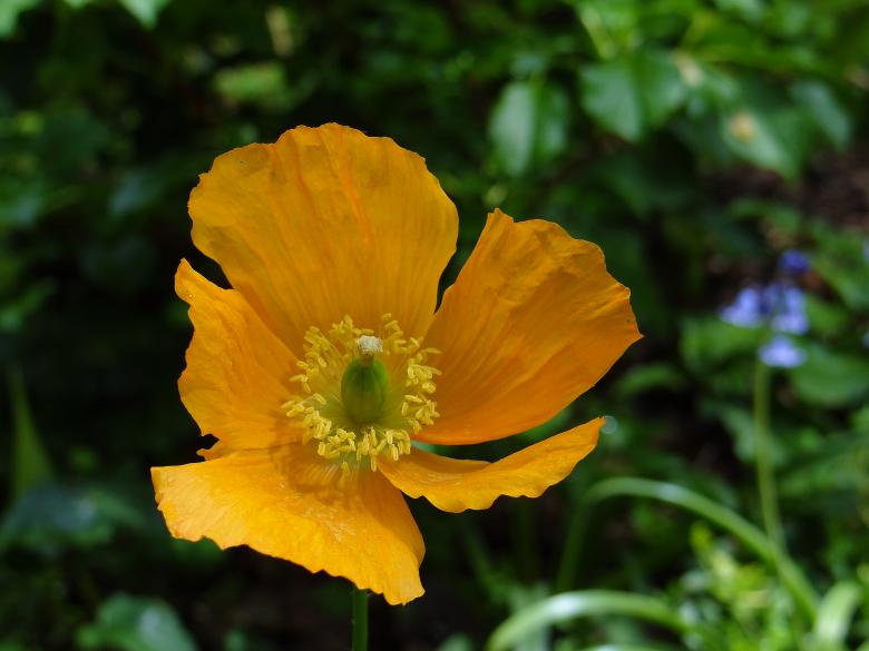 Free stock image of Dark Yellow Flower created by Hans Zeilstra