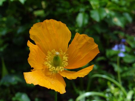 Free Stock Photo of Dark Yellow Flower