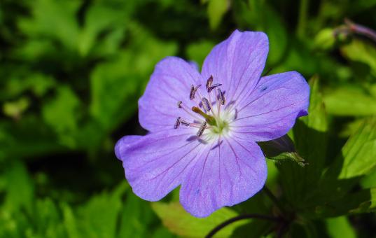 Free Stock Photo of Purple Flower in the Sun