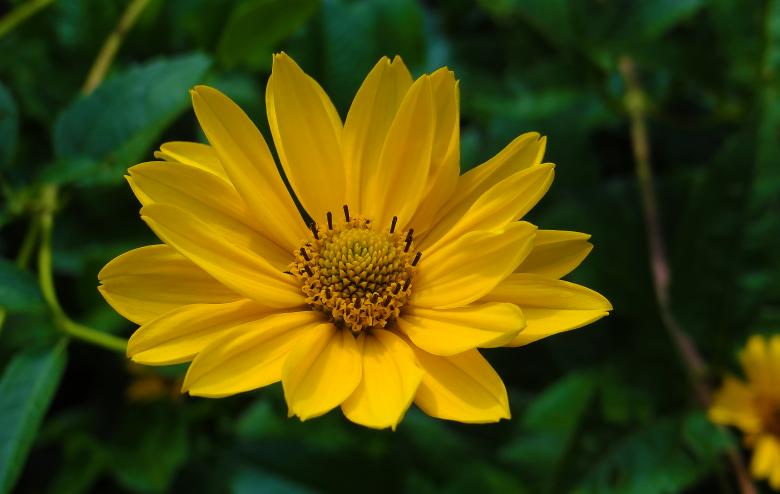 Free stock image of Yellow Flower in Summer created by Hans Zeilstra