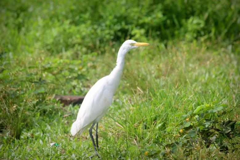 Free stock image of Cattle Egret Bird created by Moon  Bhuyan