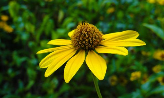 Free Stock Photo of Single Yellow Flower in Summer