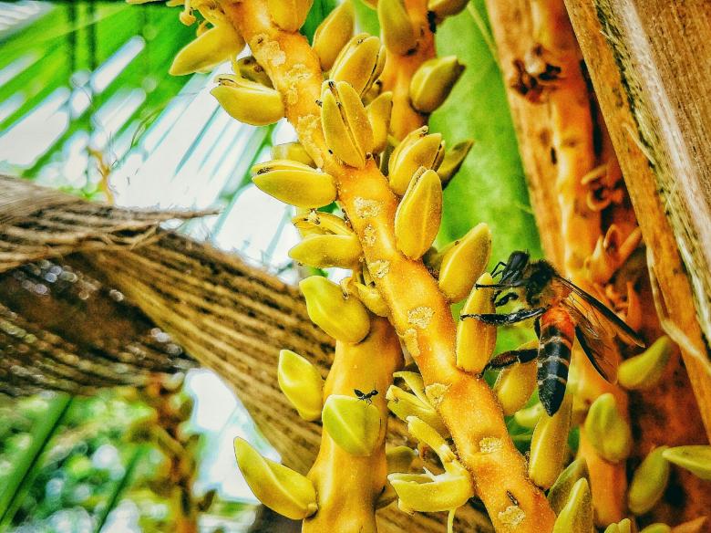 Free stock image of Wasp on Coconut Tree created by Nushrath Ahamed