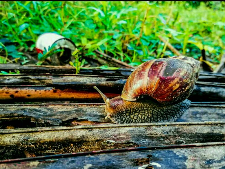 Free stock image of Snail on coconut leaf created by Nushrath Ahamed