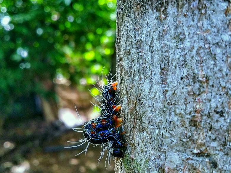 Free stock image of Datana Integerrima created by Nushrath Ahamed