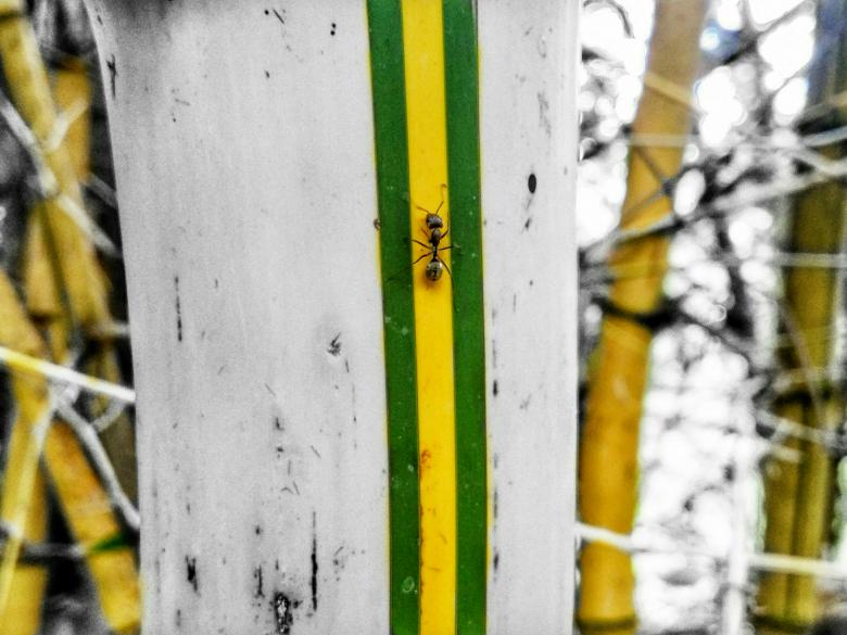 Free stock image of  Black Garden Ant created by Nushrath Ahamed