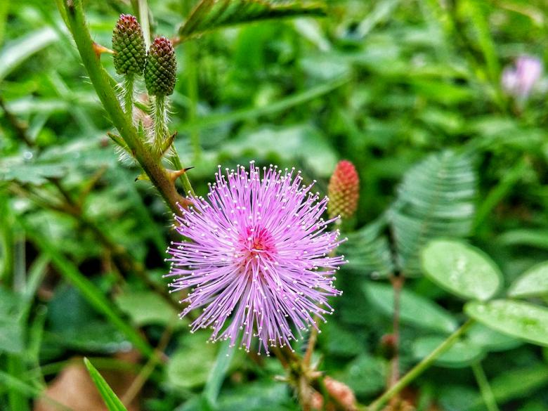 Free stock image of Touch-me-not Flower created by Nushrath Ahamed
