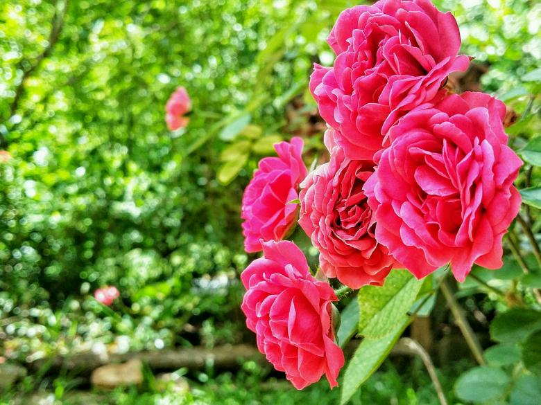 Free stock image of Pink Rose Flowers created by Nushrath Ahamed