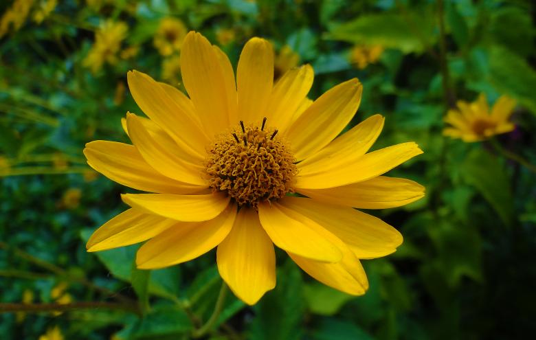 Free stock image of Yellow Flower in Blossom created by Hans Zeilstra