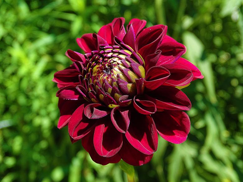 Free stock image of Dark Red Flower in Bloom created by Hans Zeilstra