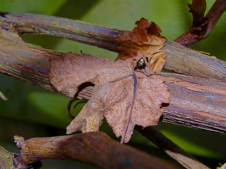 Free stock image of Autumn Leaf on Tree created by Hans Zeilstra