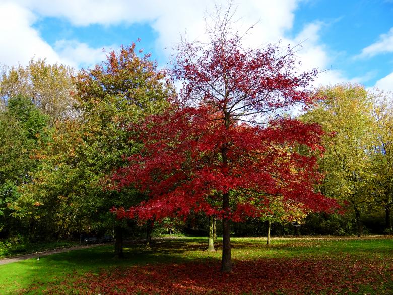 Free stock image of Red Autumn Tree created by Hans Zeilstra