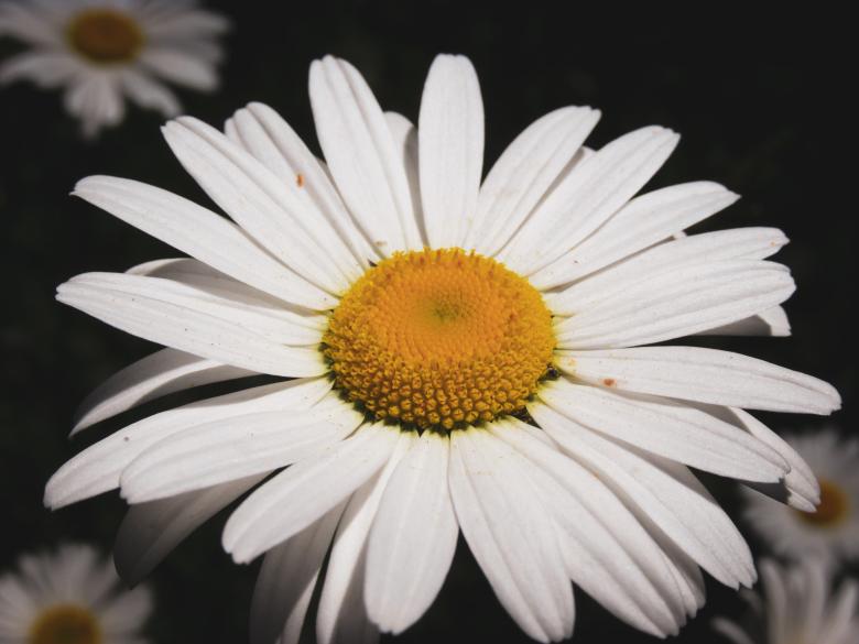 Free stock image of Blooming daisy created by Michiru Maeda
