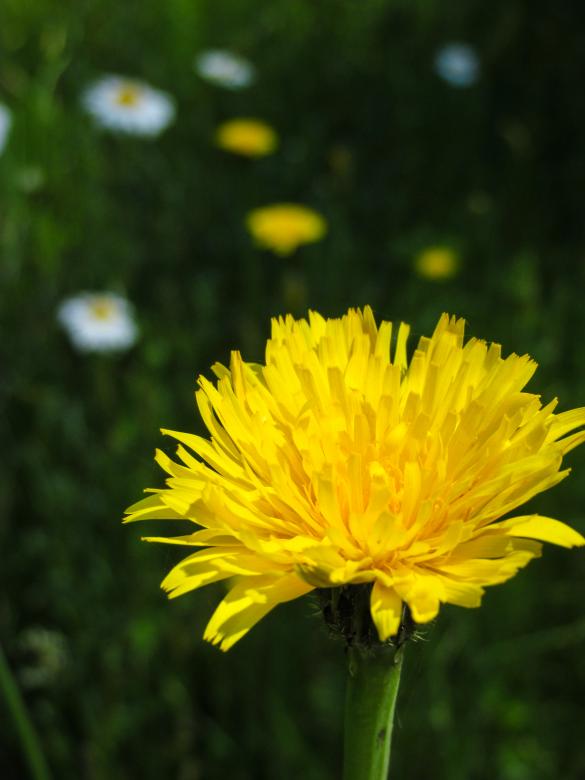 Free stock image of Chrysanthemum created by Michiru Maeda