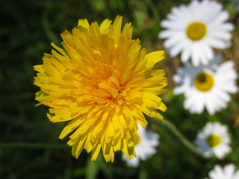 Free stock image of Yellow Chrysanthemum created by Michiru Maeda
