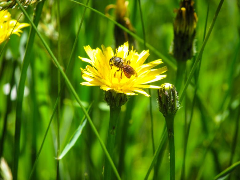 Free stock image of Bee on Chrysanthemum created by Michiru Maeda
