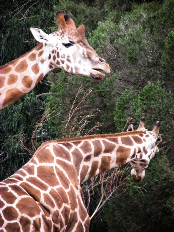 Free stock image of Giraffes eating leaves from a tree created by Michiru Maeda