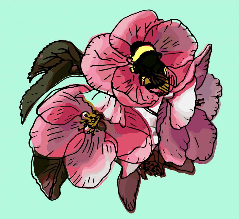 Free stock image of Pink apple bloom and bumblebee vector created by Julia Cherkinskaya