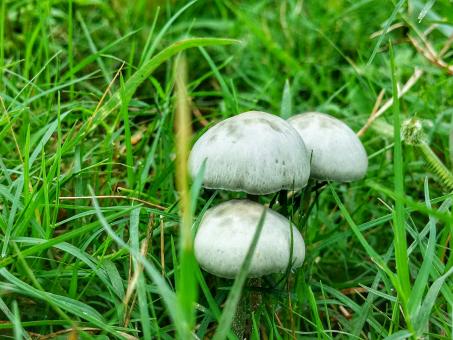 Mushrooms in Green Grass - Free Stock Photo