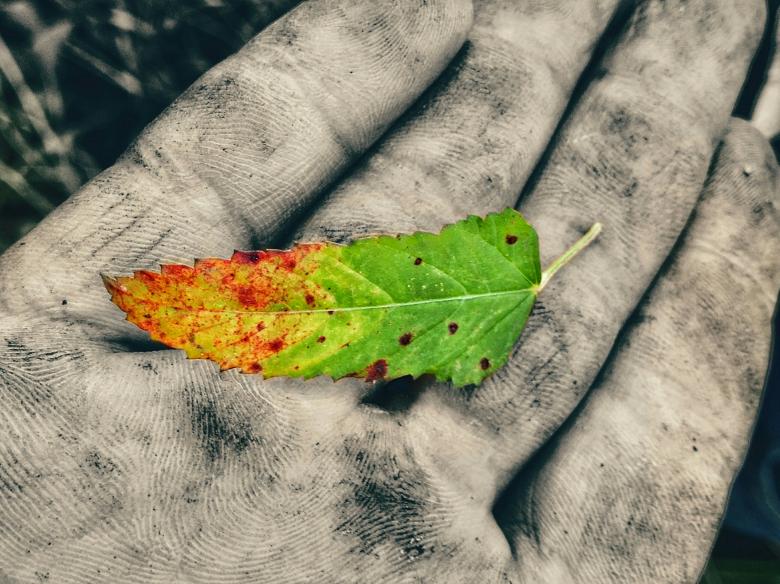 Free stock image of Color Leaf on Dirty Hand created by Nushrath Ahamed