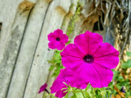 Pink Petunia Flower - Free Stock Photo
