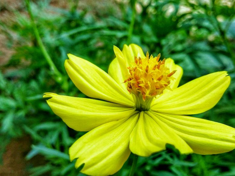 Free stock image of Yellow Sulfur Cosmos Flower created by Nushrath Ahamed