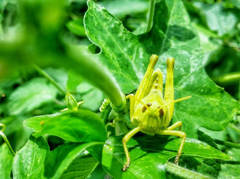 Free stock image of Green Grasshopper created by Nushrath Ahamed