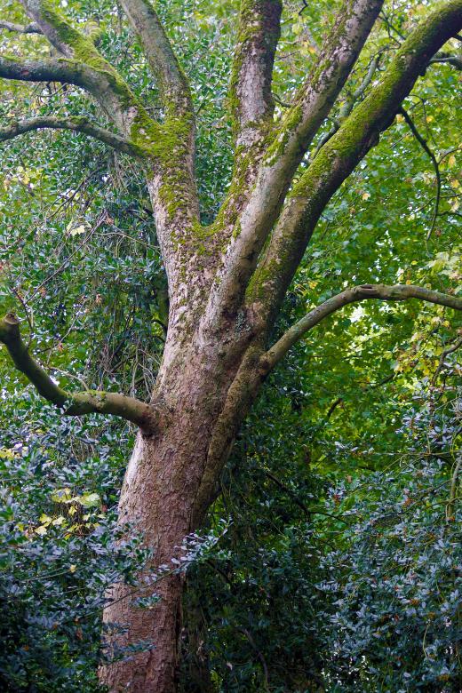 Free stock image of Old Tree in Park created by Hans Zeilstra
