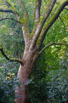 Free Stock Photo of Old Tree in Park