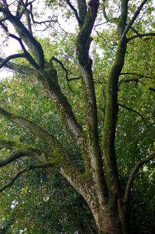 Free Stock Photo of Old Tree in Amsterdam
