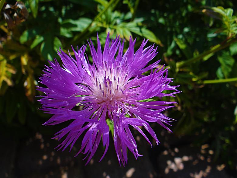 Free stock image of Vivid Purple Flower created by Hans Zeilstra