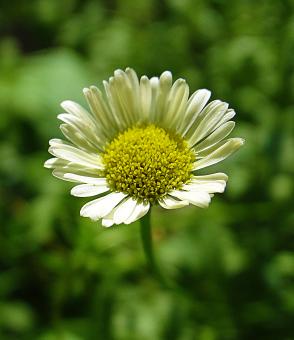 Free Stock Photo of White Flower Macro