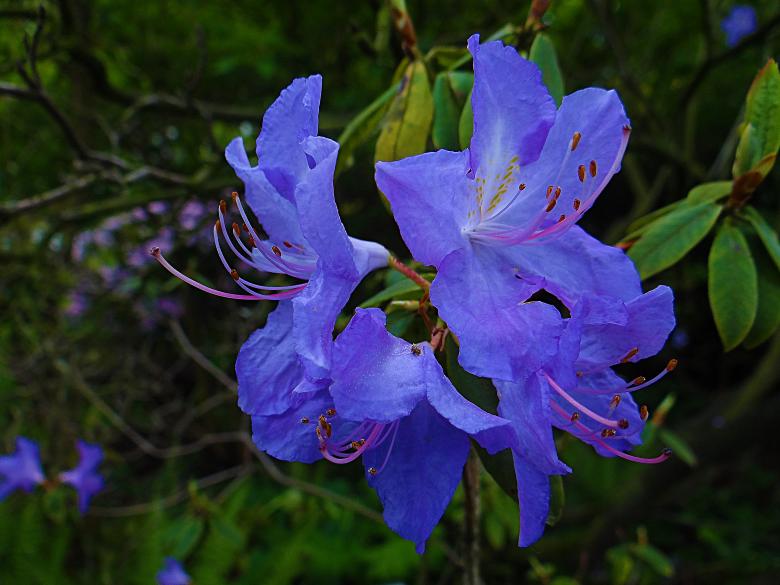 Free stock image of Blue Flower Bells created by Hans Zeilstra