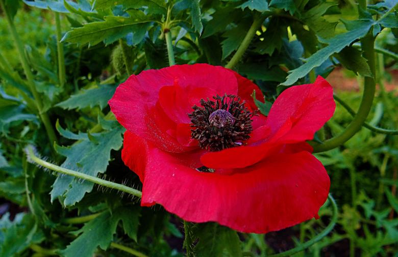Free stock image of Red Flower in Green Leaves created by Hans Zeilstra