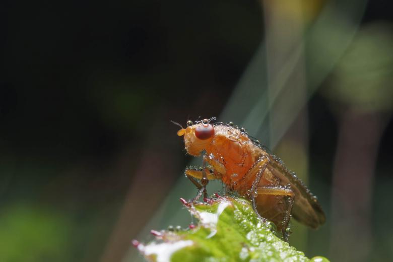 Free stock image of Macro of a Marsh Fly created by Geoffrey Whiteway