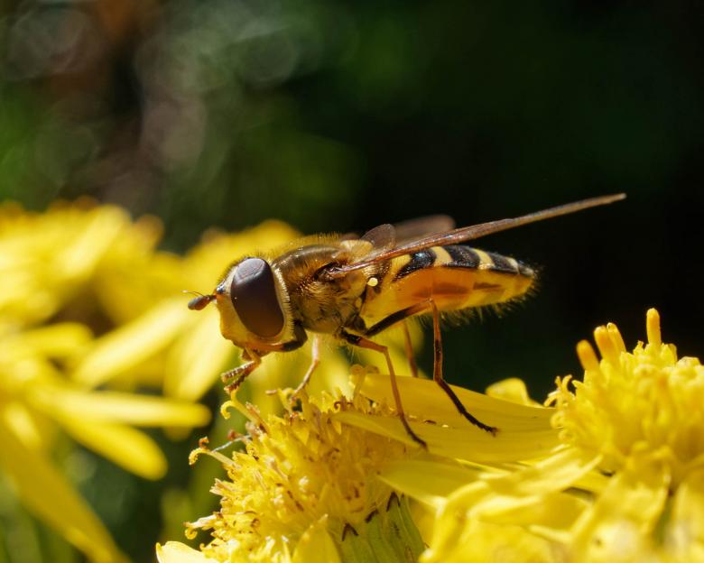 Free stock image of Hoverfly on Yellow Flower - Macro created by Geoffrey Whiteway